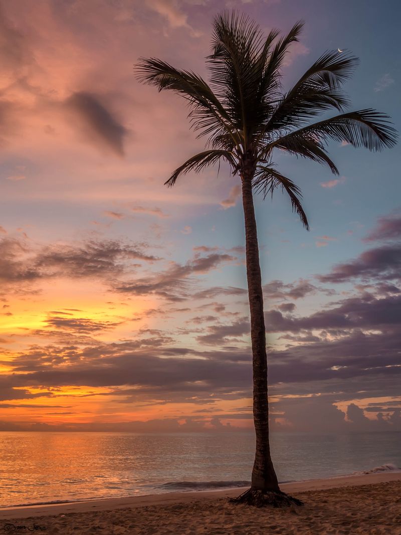 Playa de Punta Cana con palmeras